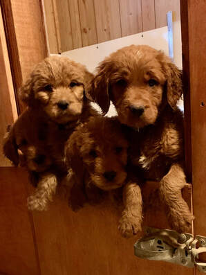 Creekside Goldendoodles Creekside Goldendoodles