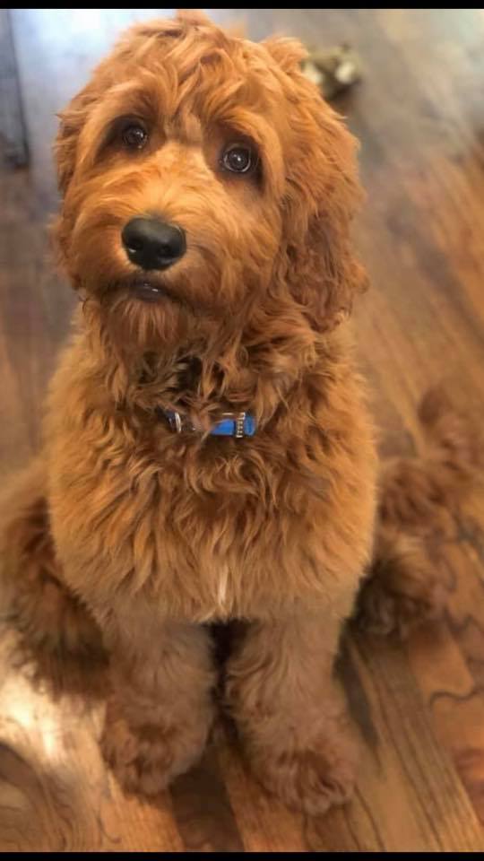 Sophie s Puppies F1 CREEKSIDE GOLDENDOODLES