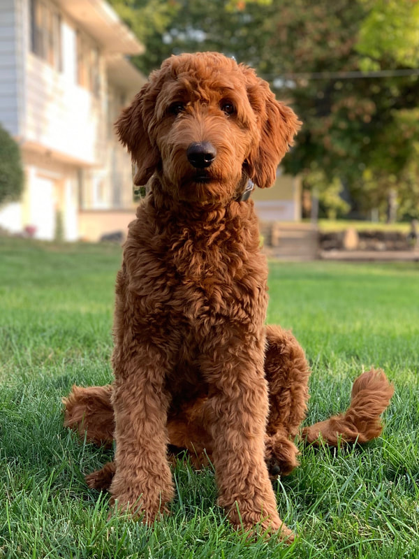 Red standard goldendoodle clearance